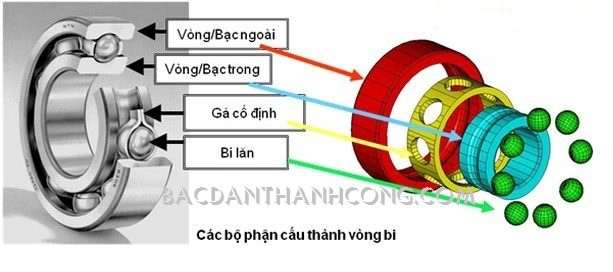 cau-tao-vong-bi-bac-dan-ntn-chinh-hang