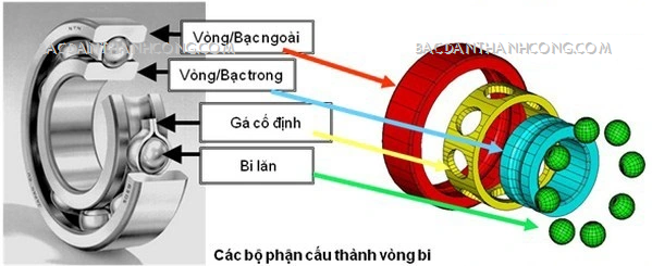 cau-tao-vong-bi-nsk-chinh-hang